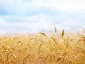 农粮B2B平台粮达网未来战略计划：2年后占市场份额16%，收益破亿