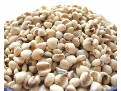 薏苡仁提取物  比例提取物 多种规格