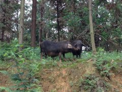 大凉山“高家山”彝家黑猪肉，原生