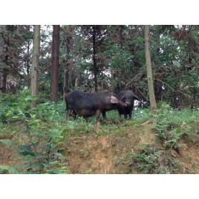 大凉山“高家山”彝家黑猪肉，原生态养殖！