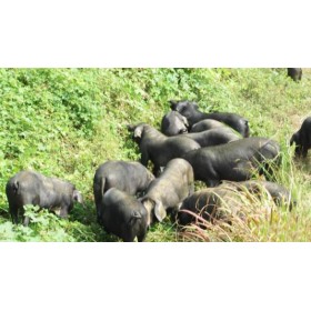 彝族放养黑猪肉，肥而不腻，不爆油！