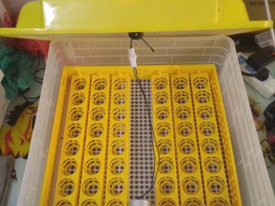 48枚迷你孵化机全自动家用型鸡鸭鹅孵化器小型96枚孵蛋器孵化设备