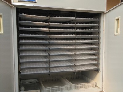 弘盛 孵化机 大中小型孵化器5280枚全自动孵化机 孵蛋器设备 直销