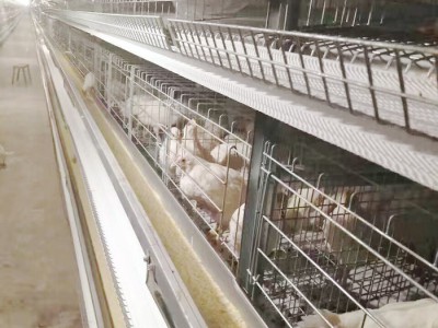 养鸡用的设备-养鸡设备-环保养鸡设备-养鸡设备大全