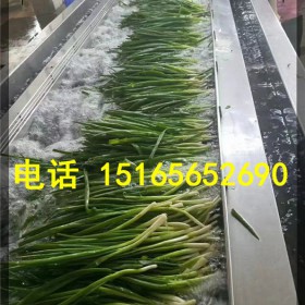 泡菜脱盐清洗机、泡菜腌制菜清洗机、腌制菜蔬菜清洗设备 果蔬加工设备