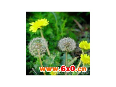 蒲公英提取物 可代加工 固体饮料 液