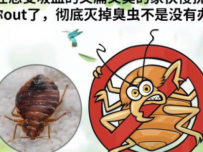 上海效率高的除跳蚤  上海家居杀虫 