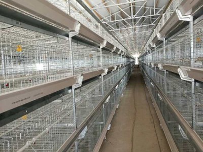 华顺鸡笼设备小层叠蛋鸡笼  集中管理，节约能源和资源