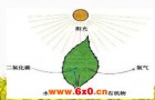 光合作用仪的相关概述