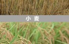 PRO988Q收割机使用中注意要点
