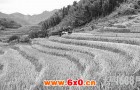 科学家培育出“减排水稻” 可减少甲烷排放并生产更多稻米