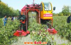 十三师推广新型红枣拾枣机