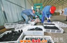 河南洛阳发明家发明秸秆制炭炉秸秆变“木炭”