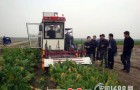 榨菜收割机成功开展秋季收割试验