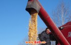 关于推广玉米籽粒收技术的思考