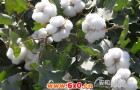 棉花生产后期管理技术指导意见