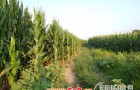 黄淮海夏玉米抗伏旱保秋粮技术指导意见