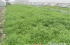 国内首台自走式芦蒿有序收获机研发成功
