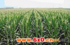 玉米增产“利器”——大垄双行技术
