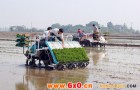 水稻机械化育插秧技术