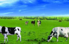 牛血清白蛋白——优质产品，放心科研