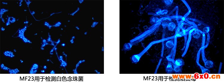 小白鼠