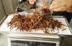 冻干虫草与晒干的大小颜色气味区别
