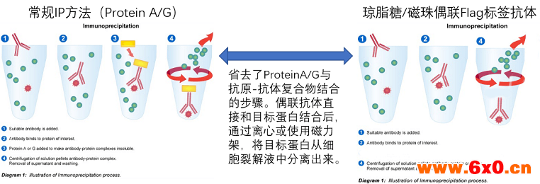 琼脂糖&磁珠偶联的Flag标签抗体