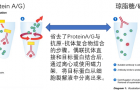琼脂糖/磁珠偶联的His标签抗体，IP效果如此好