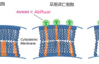 AnnexinVAbFluor488细胞凋亡试剂盒更好绿色荧光