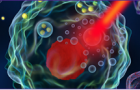 从分子机制-细胞分析-活体成像-定量病理提供纳米医药研究方案