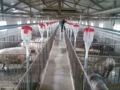 上海自动养猪设备企业-开元厂价定制