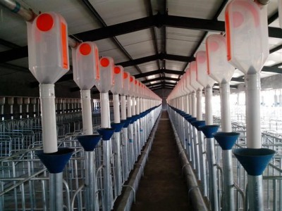 福建自动化养猪设备厂家-开元厂家定制自动喂料系统