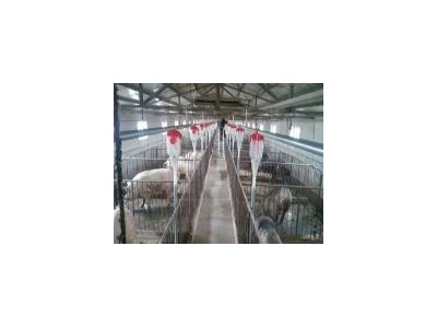 黑龙江养猪设备生产_开元畜牧厂家定制猪用自动料线