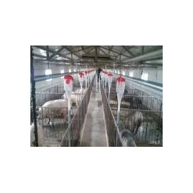 黑龙江养猪设备生产_开元畜牧厂家定制猪用自动料线