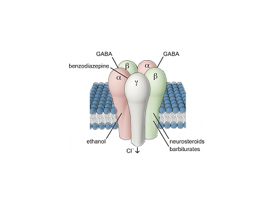 GABA通道|药物筛选服务|靶点筛选|爱思益普生物