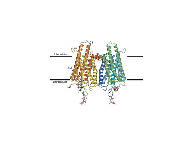 GPCR靶点筛选|离子通道|激酶谱|GPCR