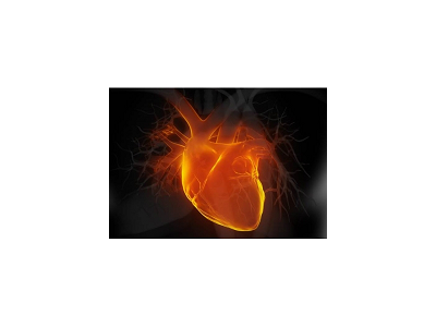 大/小鼠慢性心力衰竭模型|心律失常模型|膜片钳服务