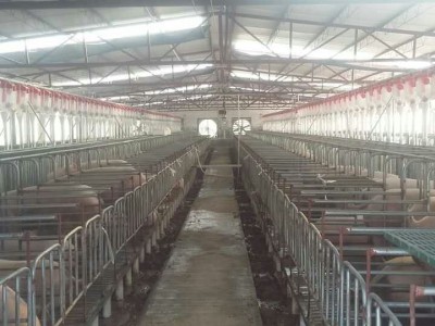 重庆现代化养猪设备订制厂家|泊头开元畜牧设备订制母猪自动料线