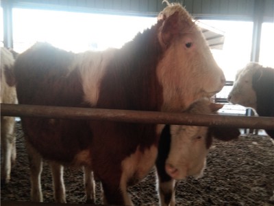 西门塔尔500斤牛犊多少钱一头