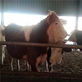 西门塔尔500斤牛犊多少钱一头