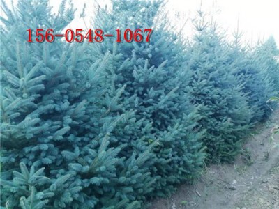 2.5米青芊云杉1米2米3米4米云杉树苗根系发达
