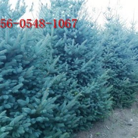 2.5米青芊云杉1米2米3米4米云杉树苗根系发达