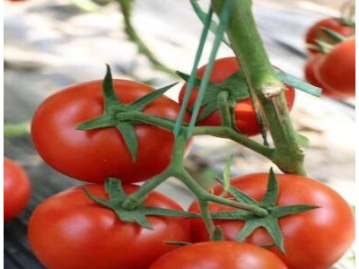 遵化西红柿苗厂家供应越冬品种2023