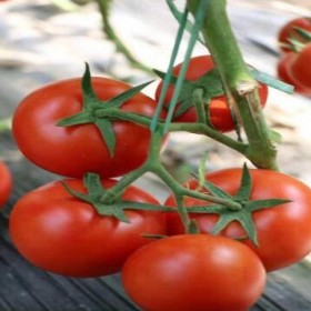 遵化西红柿苗厂家供应越冬品种2023