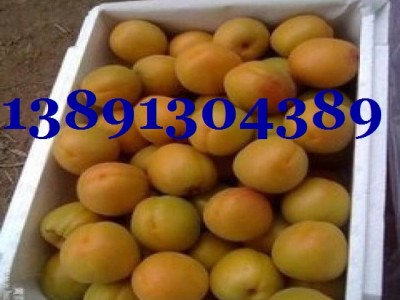 陕西大棚金太阳杏，丰园红杏，凯特杏产地上市价格