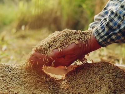 天津玉米代栽培_王冉农业种植物代栽