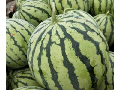 望都抗重茬美都西瓜苗\涞水西瓜嫁接
