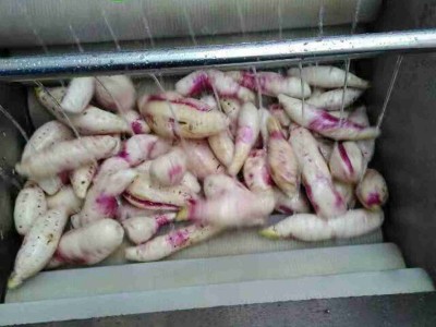 土豆红薯毛辊清洗机 莲藕大姜毛刷清
