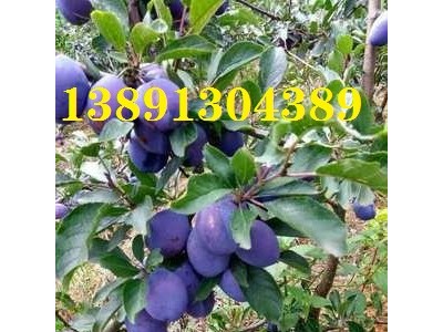 陕西李子价格|兰西梅李子产地|红西